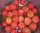 Tomaten-Fruchtaufstrich mit Ingwer (Indigo)-Sonderangebot