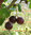 Jostabeeren-Fruchtaufstrich (Jochelbeeren)
