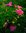 Rotes Johannisbeermus mit Rosenblütenblättern-Sonderangebot