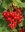 Rotes Johannisbeermus mit Rosenblütenblättern-Sonderangebot