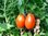 Tomato union relish