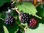 Christmas blackberry jelly